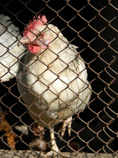 从中网球童 从中网球童